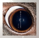 【アルバム】ヨルシカ/負け犬にアンコールはいらない 通常盤の画像