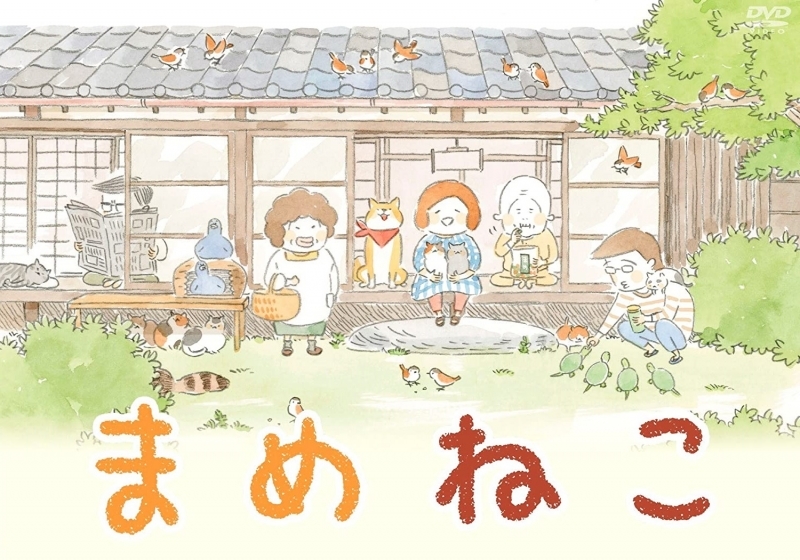 【DVD】まめねこ