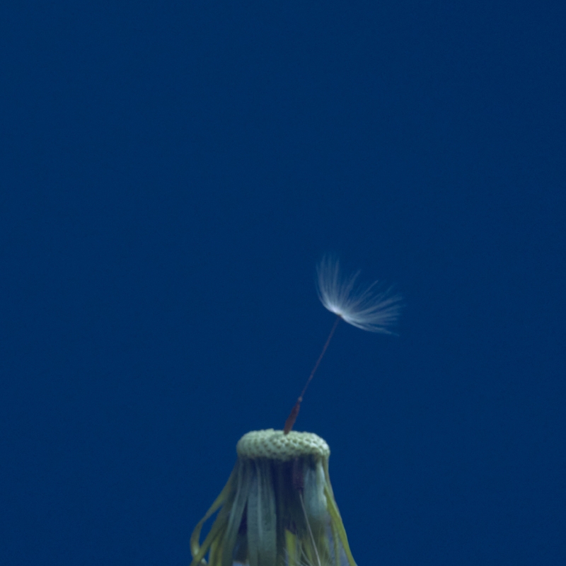 【主題歌】TV サマータイムレンダ OP「星が泳ぐ」収録EP たましいの居場所/マカロニえんぴつ 初回生産限定盤