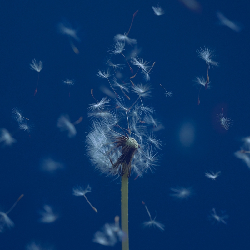 【主題歌】TV サマータイムレンダ OP「星が泳ぐ」収録EP たましいの居場所/マカロニえんぴつ 通常盤