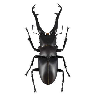 【アクションフィギュア】REVO GEO ギラファノコギリクワガタ(Prosopocoilus giraffa)