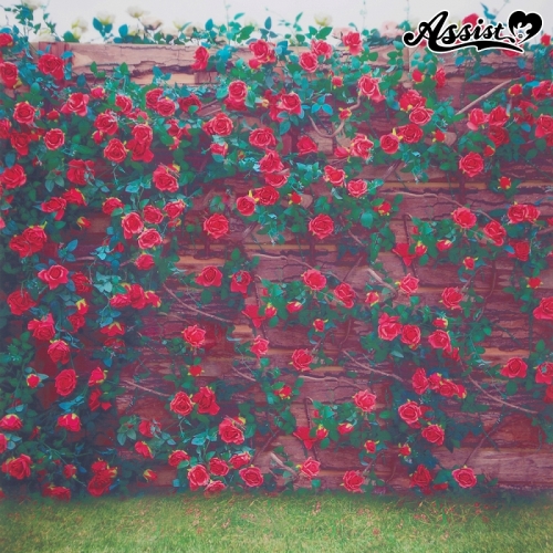 コスプレ サポートアイテム 背景布 薔薇園 タイプ1 アニメイト