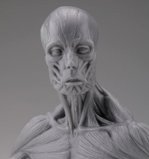 フィギュア ソフトビニール製 アナトミー胸像 完成品フィギュア アニメイト