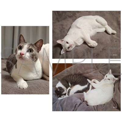 【グッズ-ブロマイド】声優 かわいいアッシュくんとさとるくんのブロマイドセット